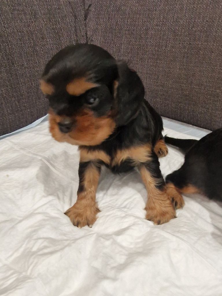 vom der riter kronen - Chiot disponible  - Cavalier King Charles Spaniel