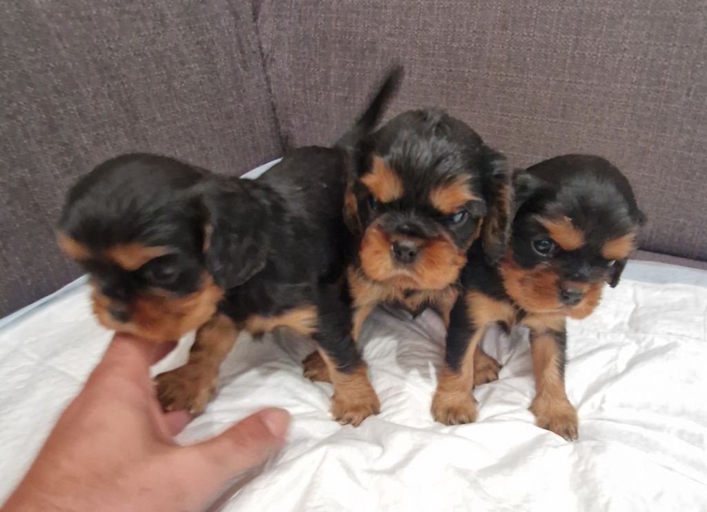 chiot Cavalier King Charles Spaniel vom der riter kronen