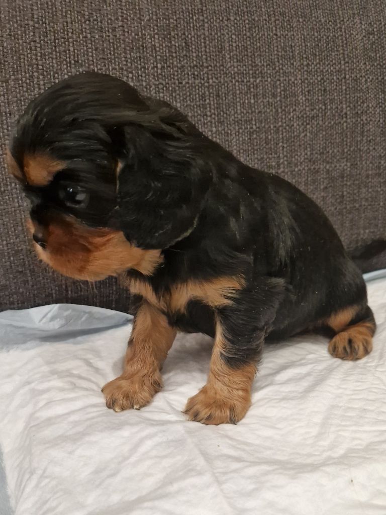 vom der riter kronen - Chiot disponible  - Cavalier King Charles Spaniel