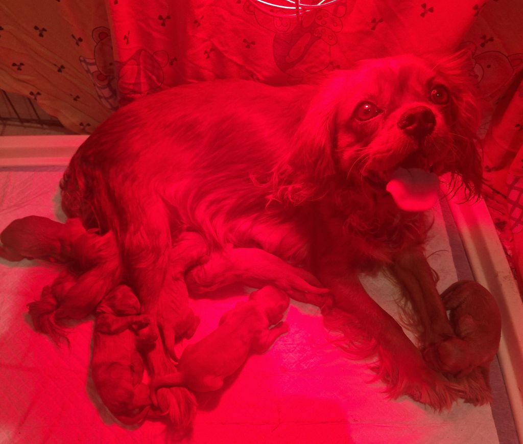 Portée de Margot et Sandro