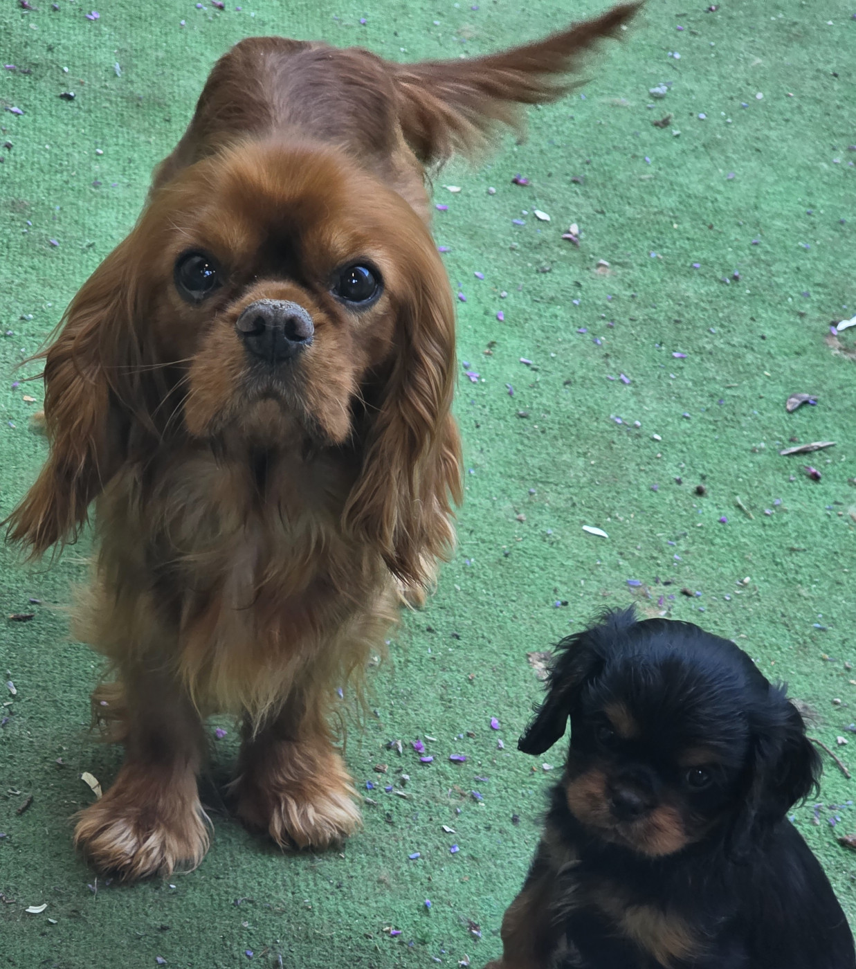Chiot Cavalier King Charles Spaniel vom der riter kronen