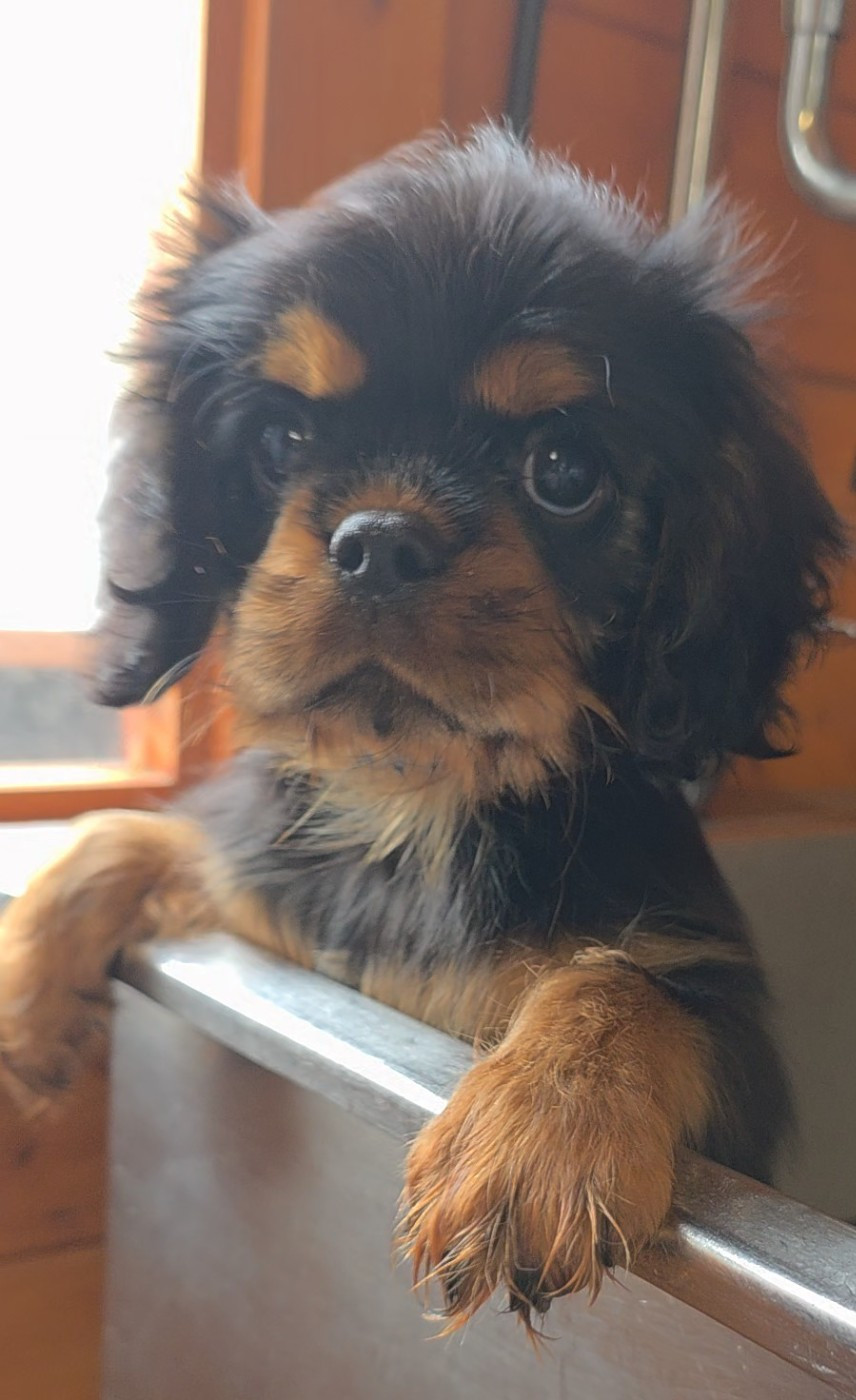 vom der riter kronen - Chiots disponibles - Cavalier King Charles Spaniel