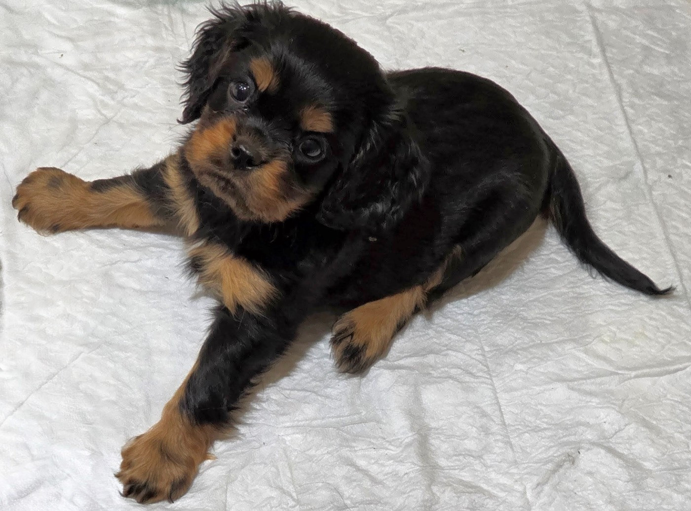 vom der riter kronen - Chiots disponibles - Cavalier King Charles Spaniel