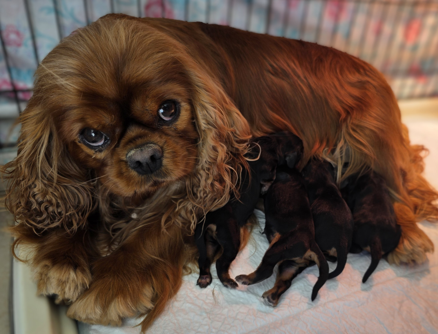 Chiot Cavalier King Charles Spaniel vom der riter kronen