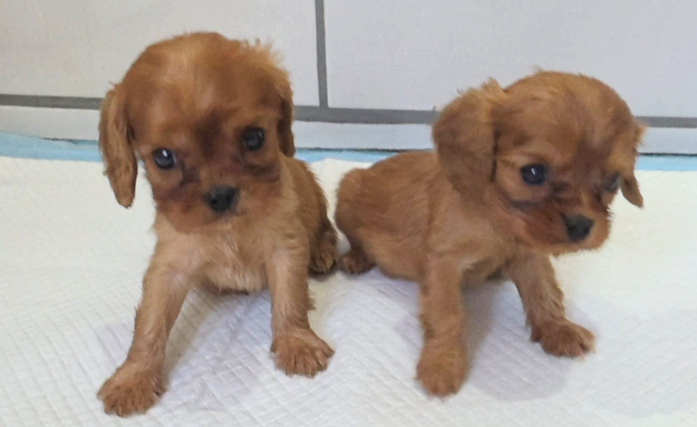 vom der riter kronen - Chiots disponibles - Cavalier King Charles Spaniel