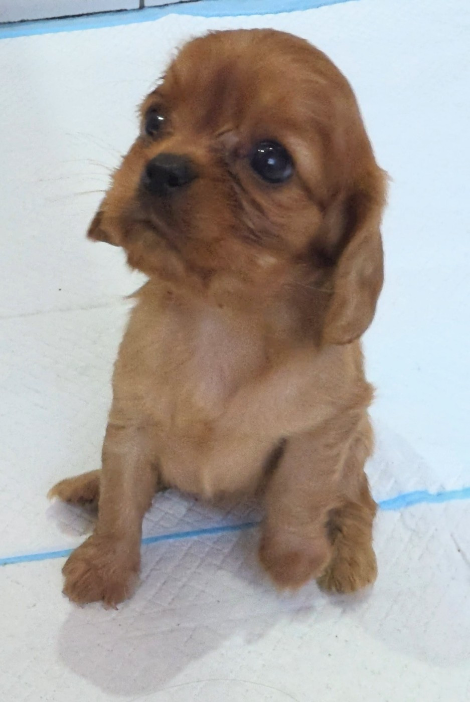 vom der riter kronen - Chiots disponibles - Cavalier King Charles Spaniel