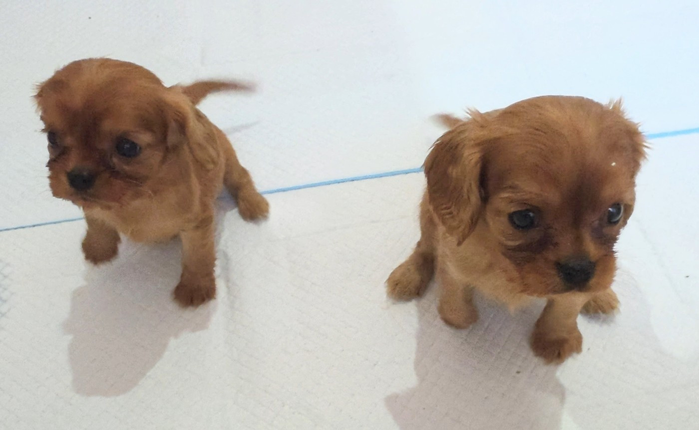vom der riter kronen - Chiots disponibles - Cavalier King Charles Spaniel