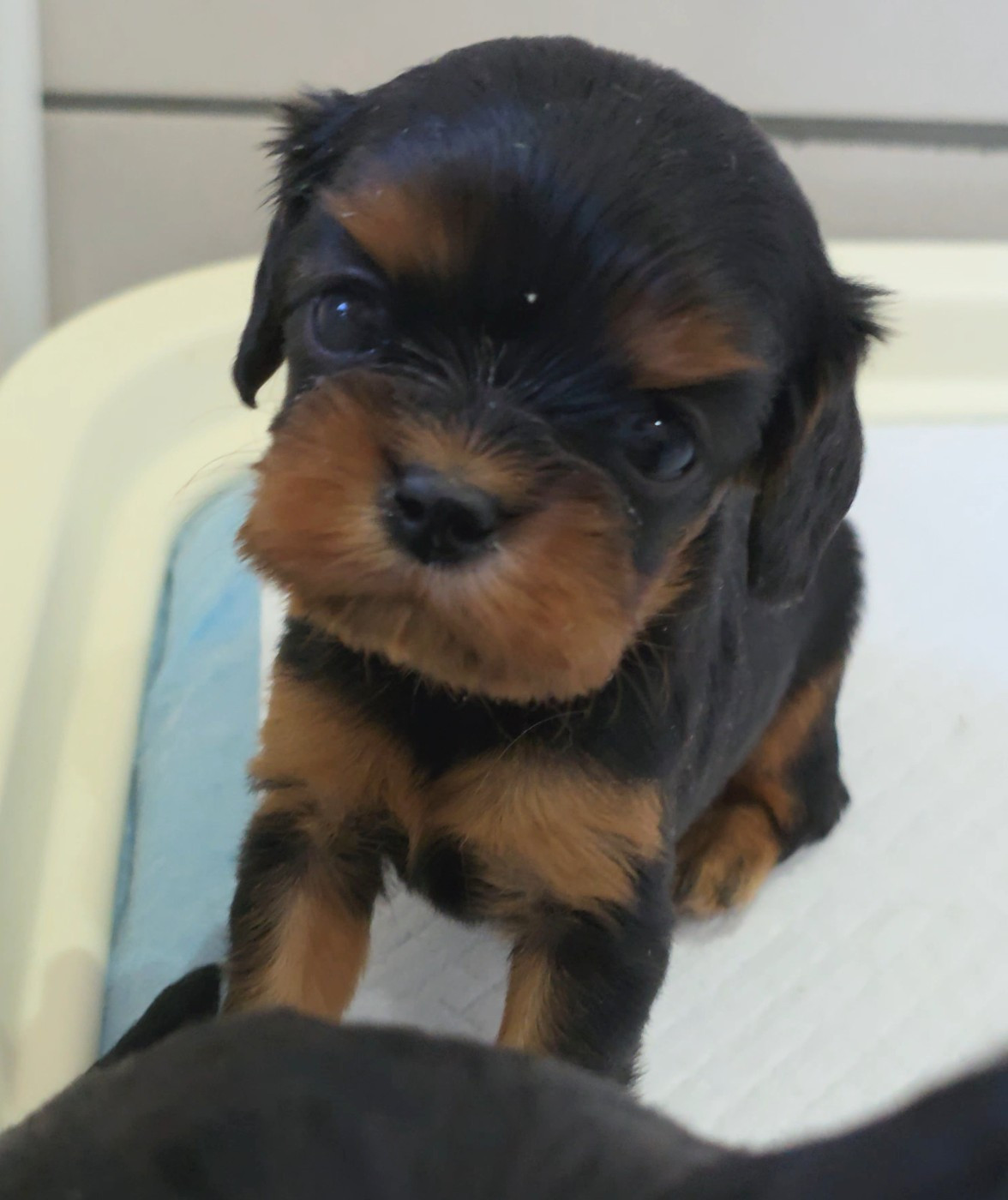 vom der riter kronen - Chiots disponibles - Cavalier King Charles Spaniel
