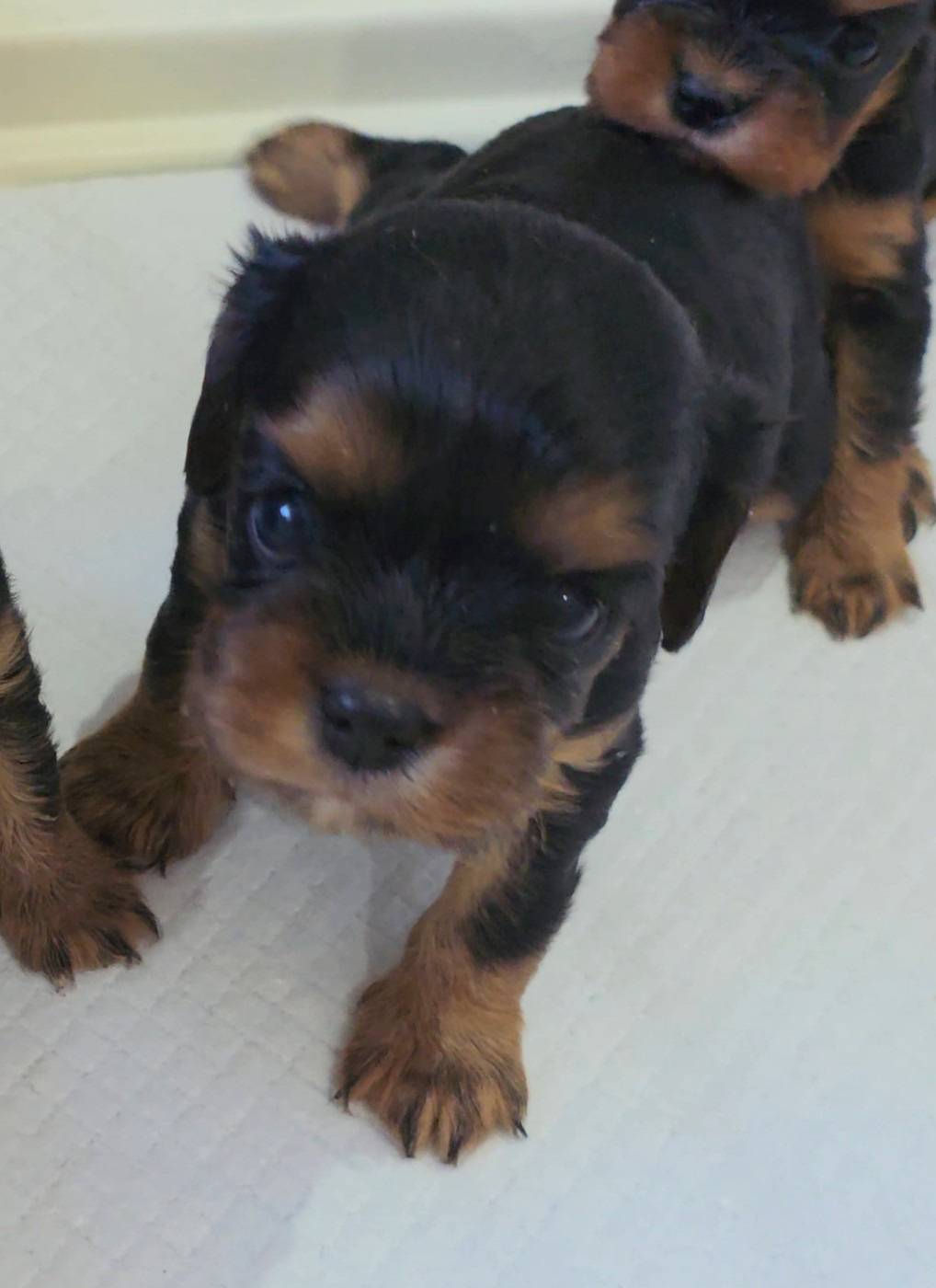 vom der riter kronen - Chiots disponibles - Cavalier King Charles Spaniel