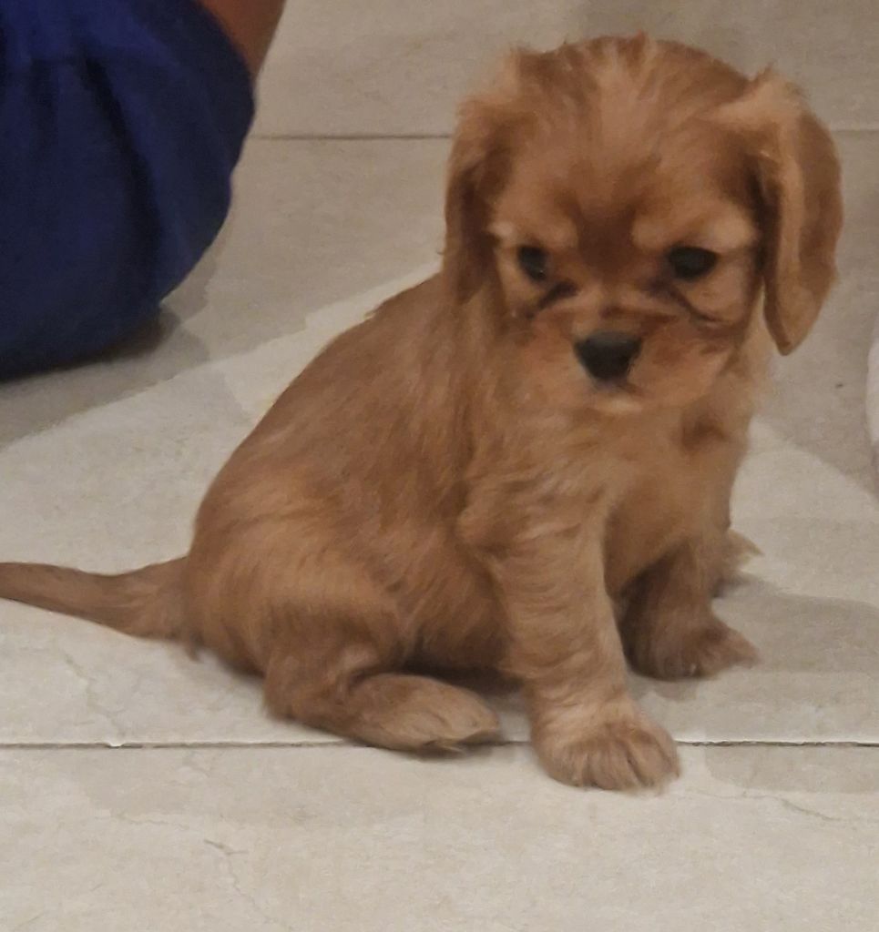vom der riter kronen - Chiots disponibles - Cavalier King Charles Spaniel