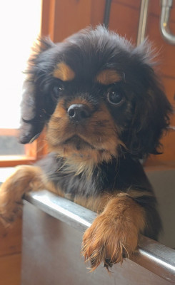 Chiot N°1
