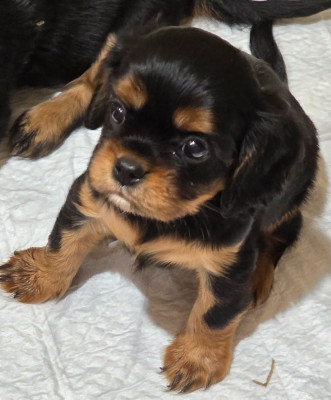 Chiot N°3