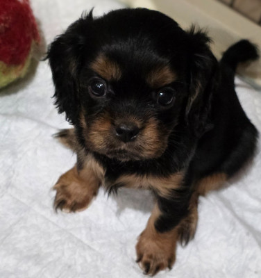 Chiot N°4