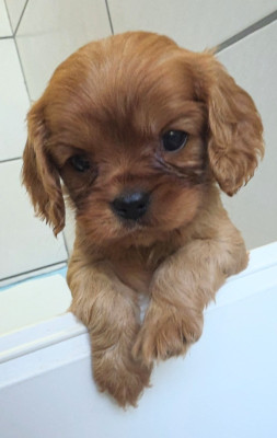 Chiot N°3