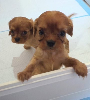Chiot N°5