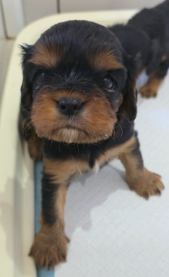 Chiot N°1
