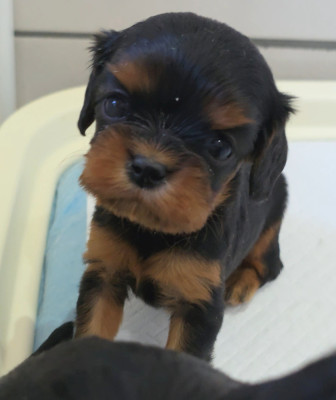 Chiot N°2
