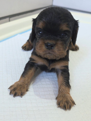 Chiot N°4