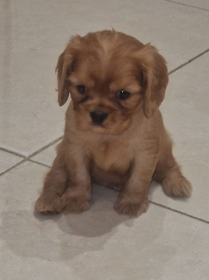 CHIOT 3