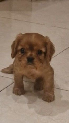 CHIOT 1