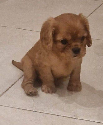 CHIOT 2