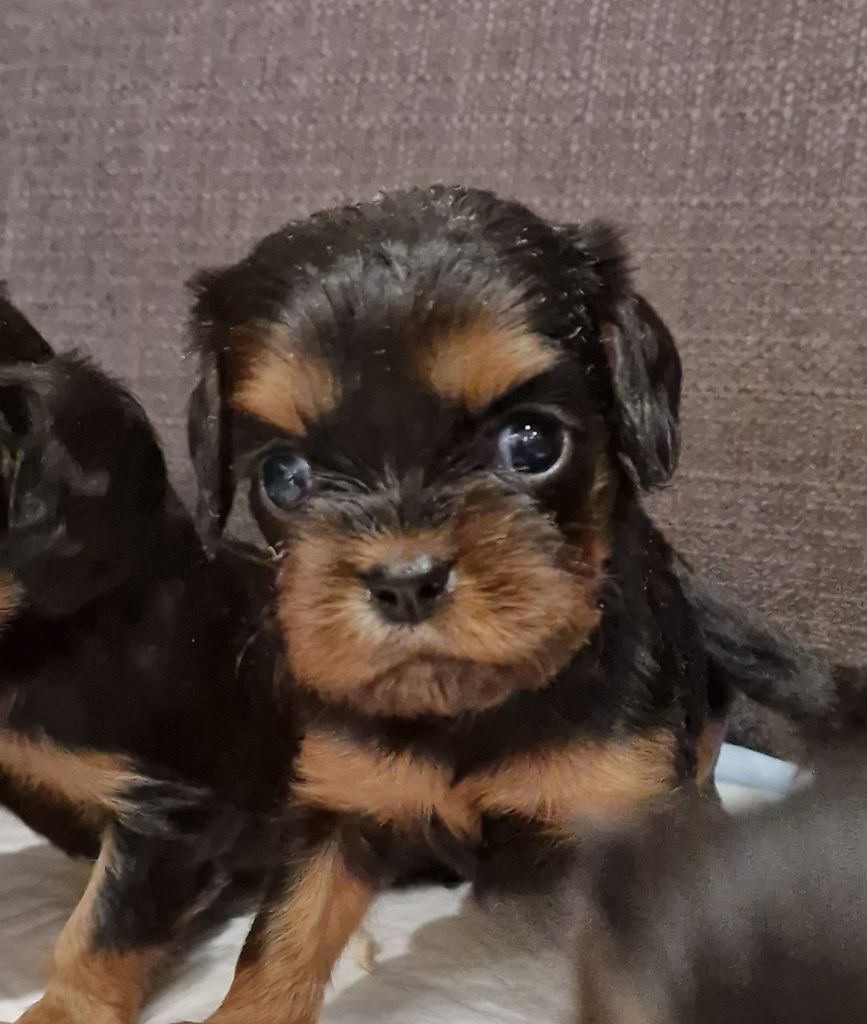 vom der riter kronen - Chiots disponibles - Cavalier King Charles Spaniel